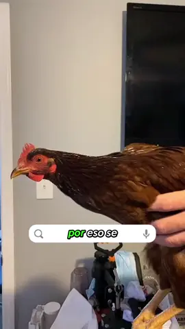 ¿Por qué la cabeza del pollo nunca se mueve? #Curiosidades #Pollos #Estabilización #Cámara #DatoCurioso #TikTokAprende