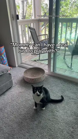 Enrichment for your Cats is the key to a happy and healthy kitty! 🐦 💖 #cat #cattoy #pettoys #cattoys #birdtoy #enrichment #catenrichment #catenrichmentideas 