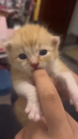 So cute #cutecat #pet #kucing #kitty 