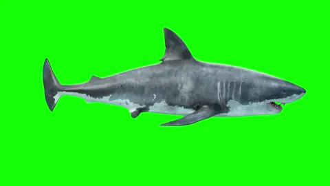 3D animation of a shark swimming on green screen background (EXCLUSIVE — COPYRIGHT FREE) #greenscreenvideo #copyrightfree #greenscreeneffect #greenscreens #greenscreenanimation #sharkanimation #sharkgreenscreen 