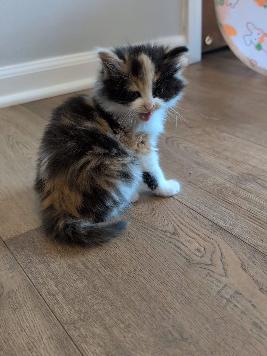 Kazoo has to do big stretches since she is a big floof 🩷 #kittens #fosterkittens #kittensofinstagram #instakittens #adoptdontshop #cats_of_instagram #spayandneuter #catsofinstagram #cute 