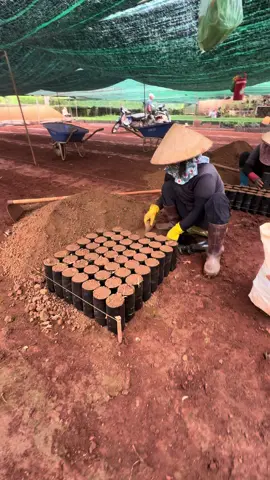 Chuẩn Bị Cho Vụ Cà Phê Cuối Năm 💪💪💪 #caphe #robusta #tgcg 🌏 #thegioicaygiong #robustacoffee #nongnghiep #farming #dopamine #seedling #nongsan #nongdan #caphedathan #caphethangon 