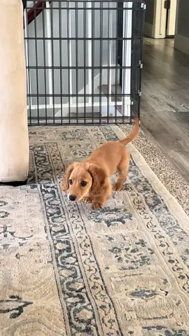 🥹🥹🥹🥹🥹 #MiniDachshund #Dachshund #WeinerDog #Doxie #DoxieLove #DachshundLife #SausageDog 