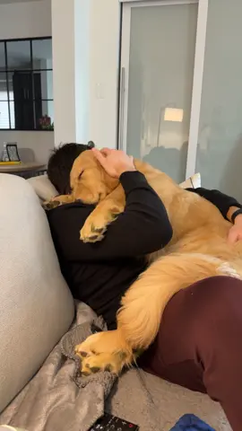 sweetest girl around❤️ #goldenretriever #goldenretrievers #goldenretrieverpuppy #goldenretrieversoftiktok #puppiesoftiktok #goldensoftiktok #dogsoftiktok #goldenretrieverpuppies #goldenretrieverlife #goldenretrieverlove 