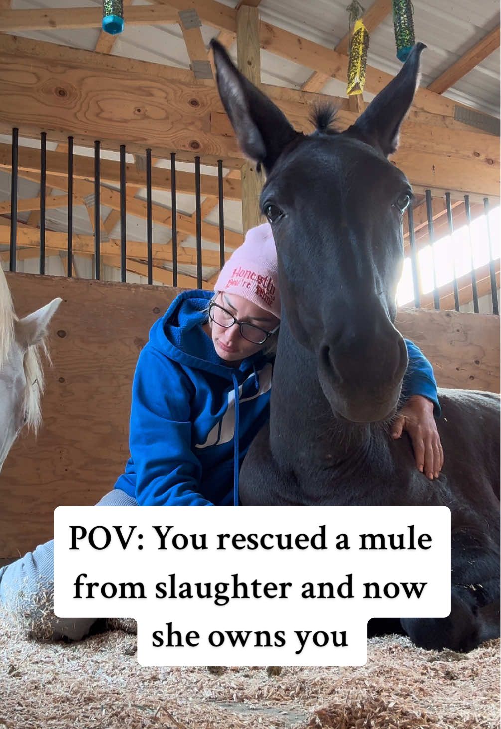 Horses. Mules. My dad used to tell me I’d have a kid just like me. Then I’d finally get it. Well, I didn’t have a human kid. But Jinx is pretty close. She’s teaching me the life lessons dad, don’t worry. 😂 Horse rescuing has brought me my biggest gifts in life. ❤️ #animalrescue #animallover #cuteanimals #hopecore #animalsanctuary #savinglives #animalshelter #equinetherapy #animalsoftiktok #horses #horsesoftiktok #horsetok #horsegirl #horsetraining #horseriding #lovehorses 
