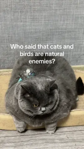 #fyp #foryoupage #cat #catsoftiktok #bird #pet #