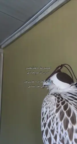 ‏احسبني مثل ماغليكّ تغليني💔. #الوليد_ال_عامر #هادي_بن_جابر | @TikTok اكسبلور؟؟