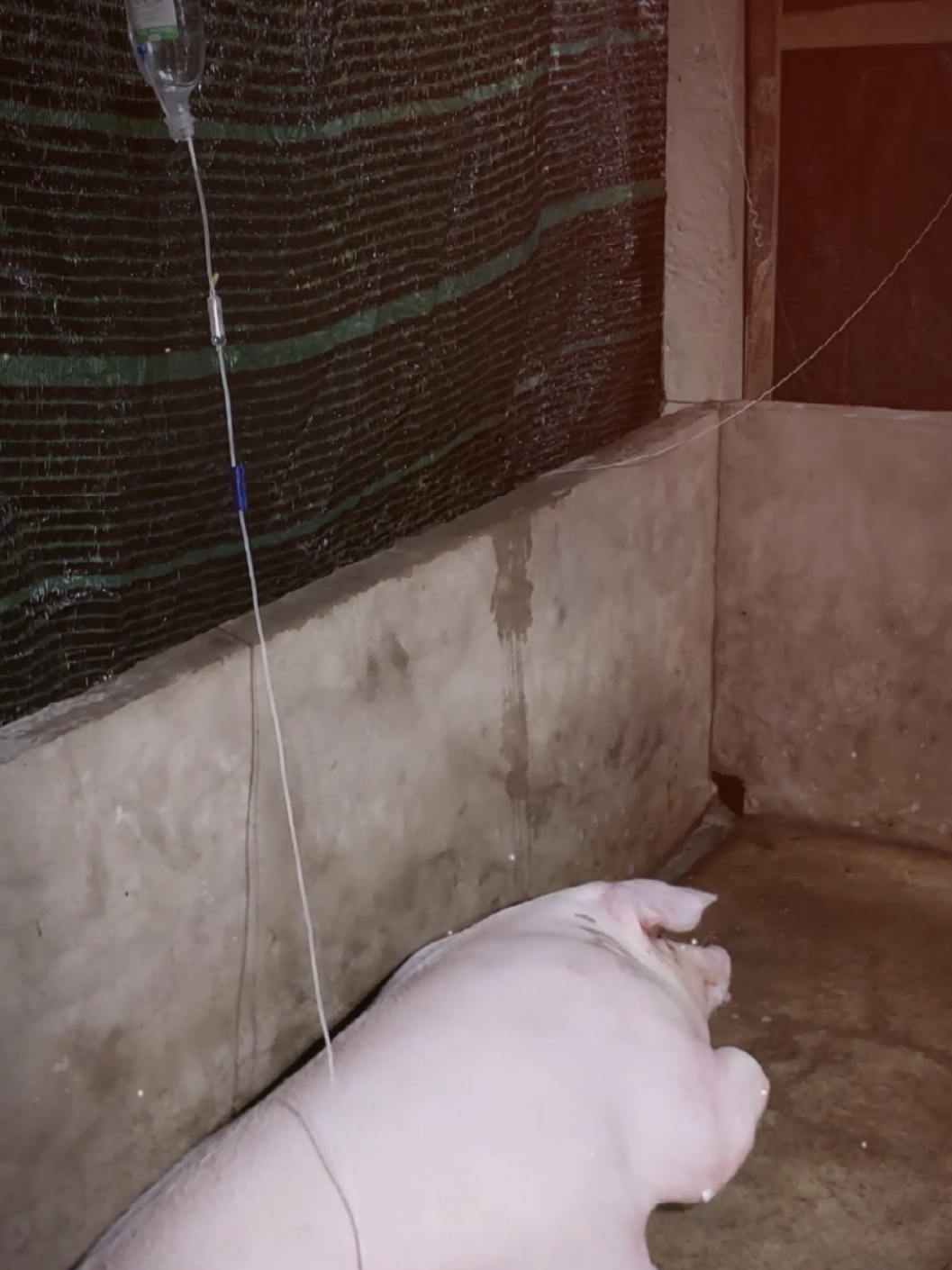 Heo mẹ sau s.inh kiệt sức. Bỏ ăn 2 ngày. Sau khi xử lý đã tự đứng lên ăn được