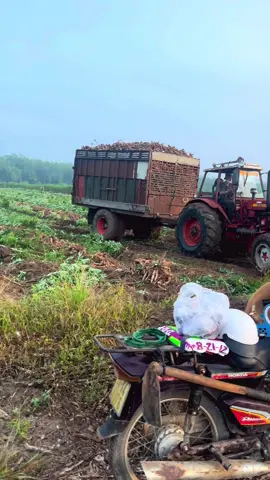 Lên đường đc là khoẻ ghe luôn❤️🚜 #mtz50 #tubor #maycaytayninh #70tayninh #xh2025 #Belarus #xuhuong 
