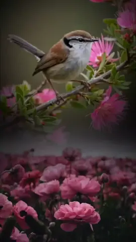 #دعاء_الصباح #صباح_الخير #اصبحنا_واصبح_الملك_لله #اللهم_صباحا_مبشرا_بكل_خير #صباحكم_معطر_بذكر_الله #صباح #يوم #الثلاثاء #fup #foreyoupage #fupシ #foryou #تصاميم_ورد🌸 