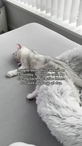 Where can I sign up for this life next life?  #catmeme #funnycat #fyp