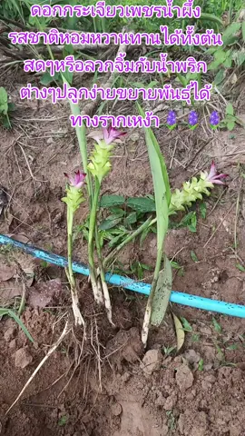 #ดอกกระเจียวเพชรนํ้าผึ้ง 