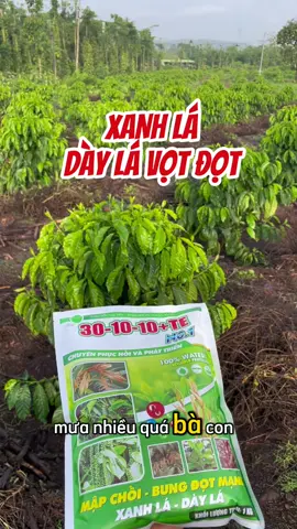 “Bùng Đọt Đầu Mùa Mưa với NPK 30-10-10 TE – Giải Pháp Vàng Cho Cà Phê & Sầu Riêng” Tóm tắt nội dung: NPK 30-10-10 TE là lựa chọn lý tưởng cho nông dân trồng cà phê và sầu riêng vào đầu mùa mưa. Với hàm lượng đạm cao, sản phẩm giúp cây bật đọt mạnh mẽ, lá xanh dày, tăng cường sức đề kháng và phục hồi nhanh sau thu hoạch. Kết hợp với vi lượng như magie và kẽm, NPK 30-10-10 TE mang lại hiệu quả vượt trội trong việc thúc đẩy sinh trưởng và nâng cao năng suất cây trồng. 1. Lợi ích nổi bật của NPK 30-10-10 TE Kích thích đọt non: Hàm lượng đạm (N) cao giúp cây cà phê và sầu riêng bật đọt nhanh chóng, tạo tán lá rộng và xanh đậm. Phát triển rễ khỏe: Phốt pho (P) hỗ trợ sự phát triển của hệ rễ, giúp cây hấp thụ dinh dưỡng hiệu quả hơn. Tăng sức đề kháng: Kali (K) và các vi lượng như magie (Mg) và kẽm (Zn) tăng cường khả năng chống chịu sâu bệnh và điều kiện thời tiết bất lợi. DigiDrone +1 halan.net +1 Phục hồi sau thu hoạch: Sản phẩm giúp cây nhanh chóng phục hồi, chuẩn bị cho vụ mùa tiếp theo với năng suất cao hơn. 2. Hướng dẫn sử dụng hiệu quả Liều lượng: Pha 1 kg NPK 30-10-10 TE với 400 lít nước. Thời điểm phun: Phun vào sáng sớm hoặc chiều mát để cây hấp thụ tối đa dinh dưỡng. Tần suất: Phun định kỳ 7–10 ngày/lần trong giai đoạn đầu mùa mưa để duy trì hiệu quả. Kết hợp vi lượng: Thêm magie và kẽm theo hướng dẫn để tăng cường hiệu quả. 3. Chương trình khuyến mãi hấp dẫn Giá bán: 125.000 đ/kg. Ưu đãi: Mua 5 kg tặng 1 kg; mua 10 kg tặng 3 kg. Kết luận: Sử dụng NPK 30-10-10 TE vào đầu mùa mưa là giải pháp hiệu quả giúp cây cà phê và sầu riêng phát triển mạnh mẽ, tăng năng suất và chất lượng nông sản. Kết hợp với chương trình khuyến mãi hấp dẫn, đây là lựa chọn thông minh cho bà con nông dân chuẩn bị cho vụ mùa bội thu. Hashtags: #keodot #301010 #saurieng #caphe #phanbonla #viluong #magiekem #nongnghiep #tangdot #caytrong