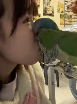 When you have two parrots 🦜 👀#foryou #fypシ #funnyvideo #usa🇺🇸 #bird #parrot #parrotsoftiktok 