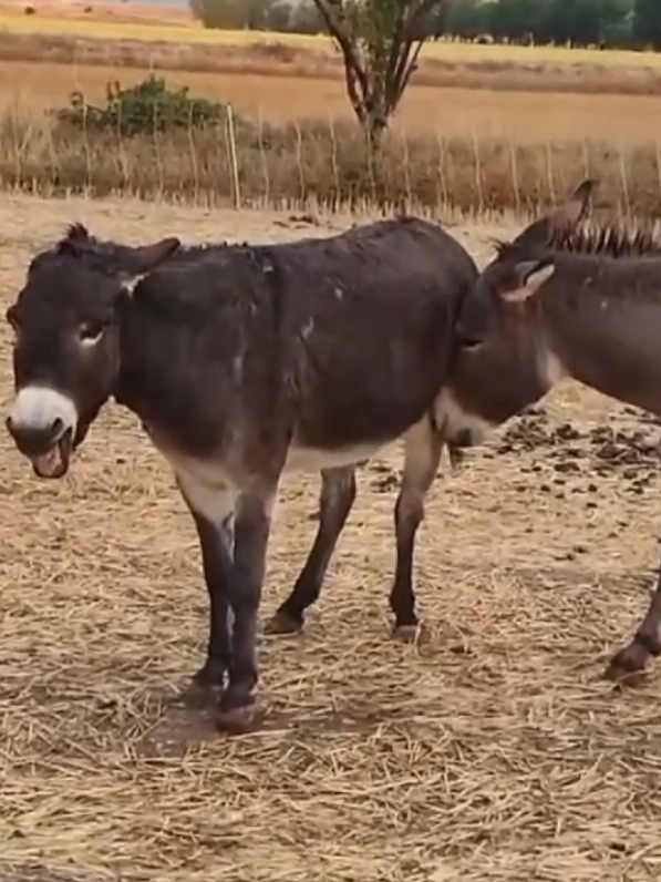 Wild Donkeys Mating Process #fyp #donkeys #donkeybreeding #breeding #horsebreeding #horsedonkeyfriendship #horselover 