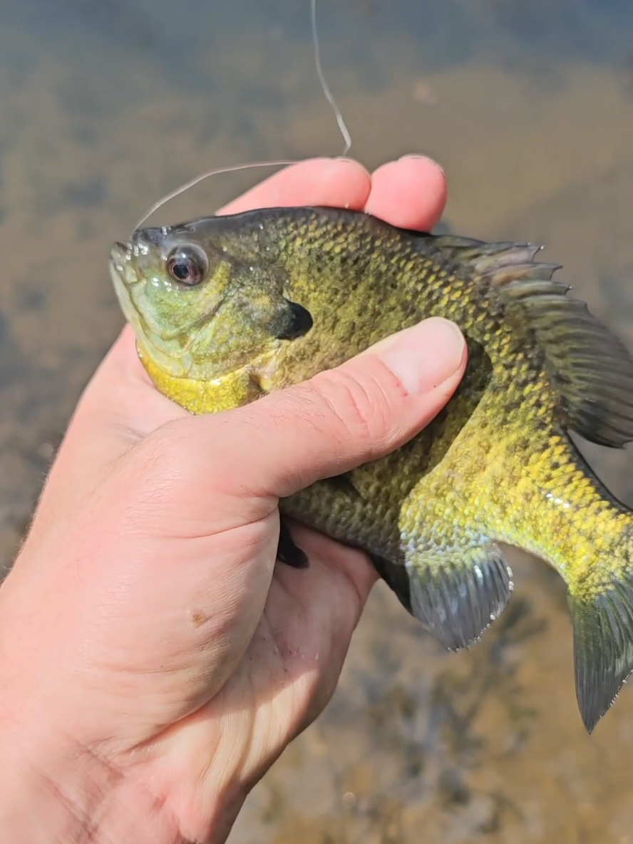 Catch & cook bluegills #fyp #catchandcook #fishing #Outdoors #selfreliance