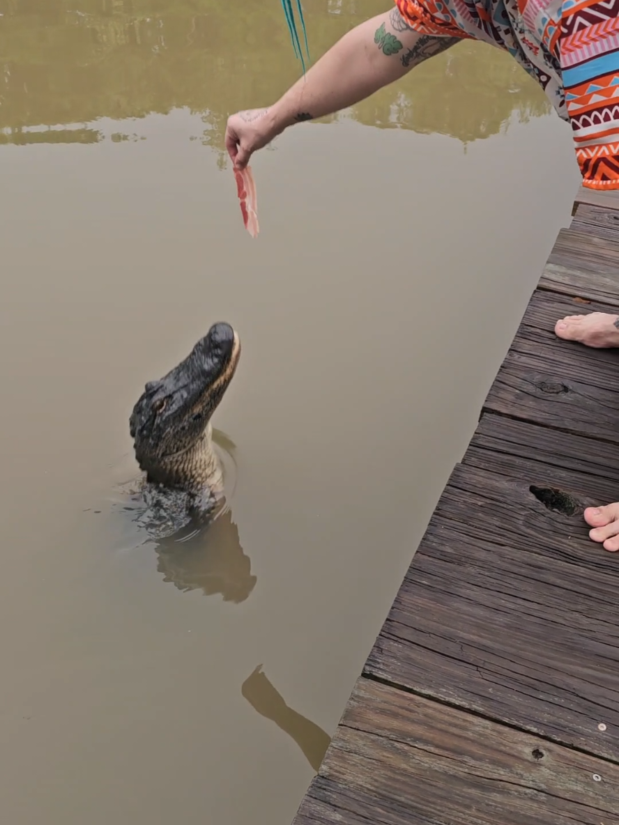 Those Louisiana Gators 🐊 #louisiana #alligators #alligatorsoftiktok 