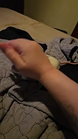 Peanut and his tail wiggles 😩❤️ my sweet old boy being so patient with his newer baby friend he's such a sweetie  #ratsareawesome #ratsoftiktok #Iloverats #petrats #pets #ratties #ratties4life #dumborat #dumboratties #furbaby #rat #funny#funnyrats 
