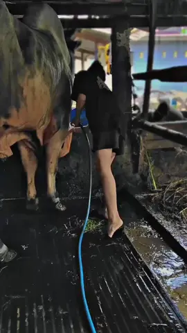 Sedang mengusahakan sing jare 