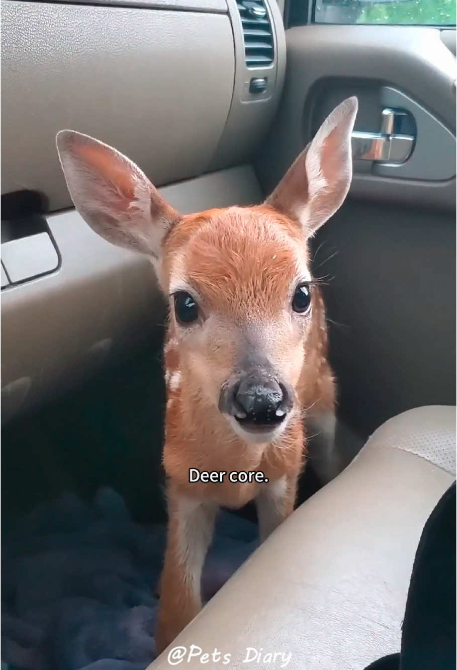 Deer core.🦌🦌#deer #deers #core #funnyanimals #petvideos #fyp #usa #longervideos #cats #fypage #fypシ゚viral #fyppppppppppppppppppppppp #fypp #fypdong #fypgakni #fypsounds #fyppp 