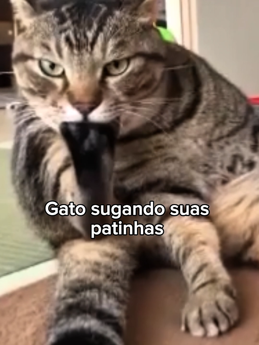 a mamãe coruja com o filho dela  😭 #fofo #gatosfofos #animaisfofos #cachorro #gatos 