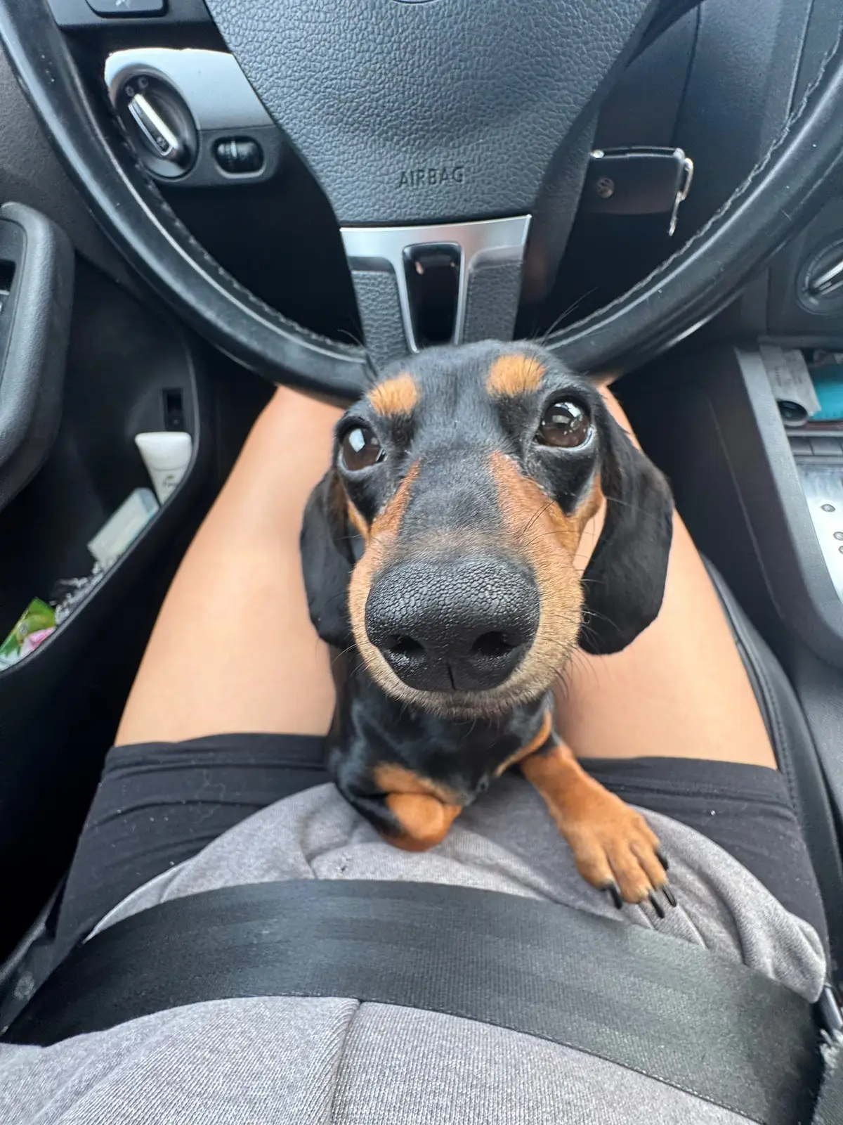 #dachshund #minidachshund #puppy #dog 