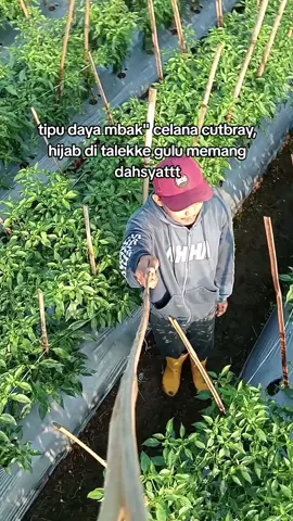 kene wong cilikkk mbkkk #petanimudaindonesiajawatimur🇮🇩🇮🇩🇮🇩🌿🌿🇮🇩🇮🇩🇮🇩🌿🌿 #Pesonatanicabe #menyalaabangku🔥🔥🔥🔥 #jwatimurlumajangmalang #petani #petanimuda #petanimilenial #petanisawitindonesia🇮🇩 #petanicabe #petanicabeindonesia #petanicabe🌶 