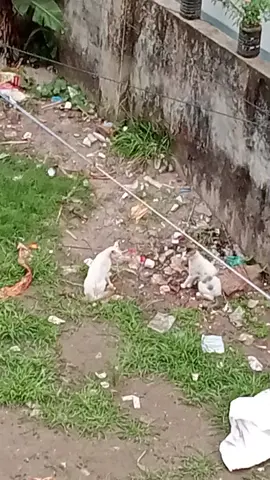 এ সাধারণ বিরাল নয় লা