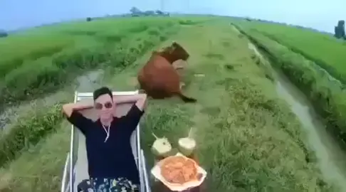 chăn bò 🐮 phong cách Dubai của PhD #teammemephd #hàihướcvuinhộn #phươnghữudưỡng #phd #chănbò #dubai #tiktok #xuhuong #xuhuongtiktok #uocduoclenxuhuong 