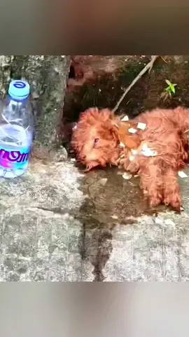 Save homeless dog#rescue #animals #rescueanimals #aimalsoftiktok #puppytiktok #puppy #dogsoftiktok #dog 