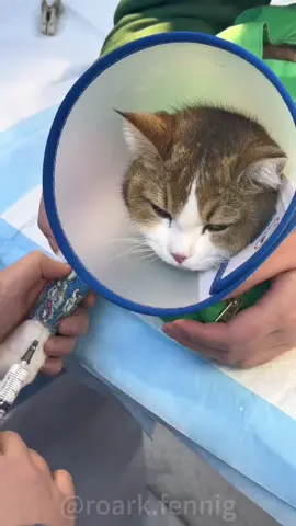 Cat #cat #funny #funnyvideo #animal #catvideo #funnyvideos #funnycat #catsoftiktok 
