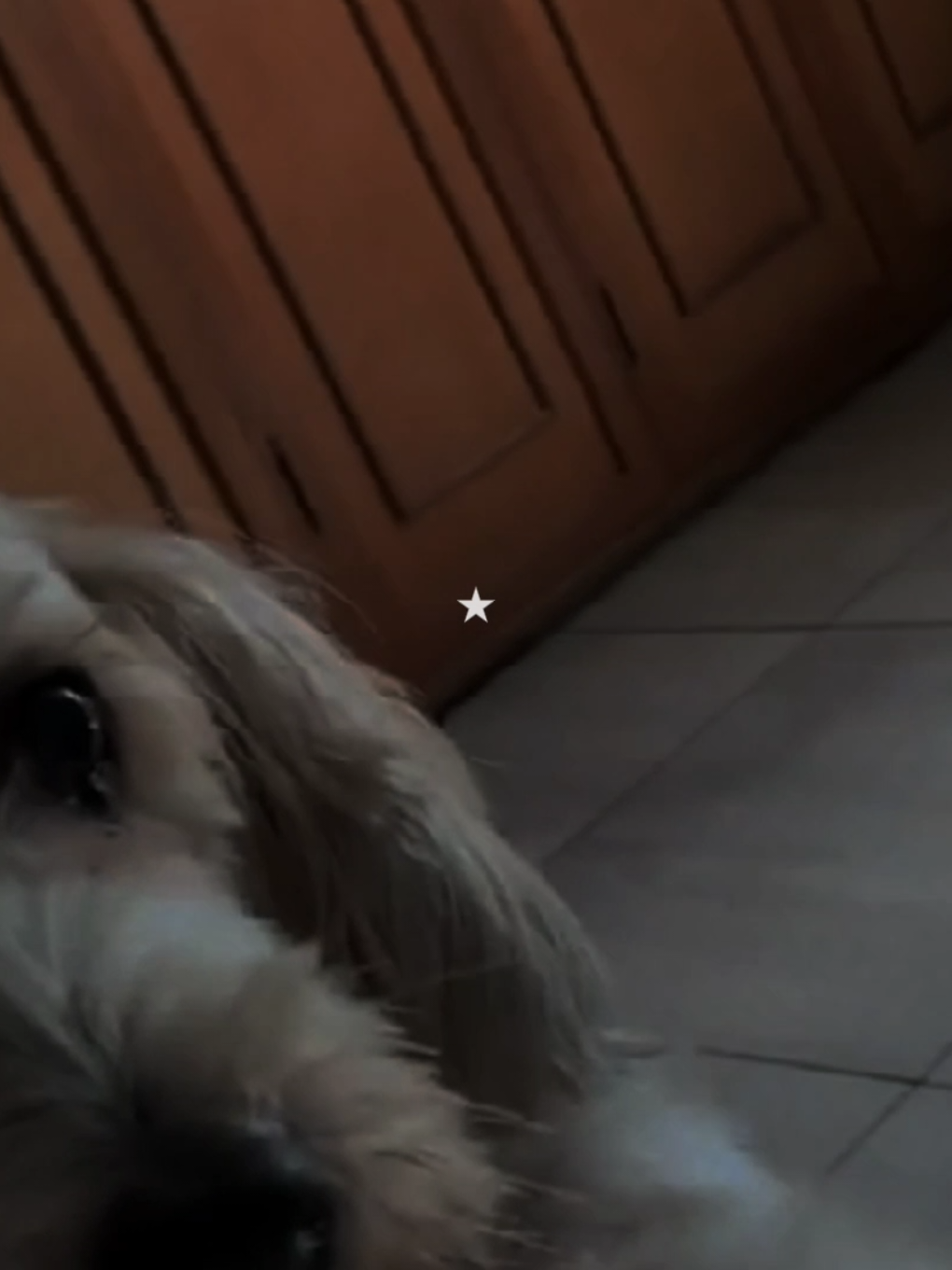 siempre te extrañaré curly, fuiste una gran parte de mi infancia y me duele mucho saber que te fuiste de este mundo, juro que trate de no llorar en hacer este video pero no pude evitarlo, te quiero mucho curly gracias por todo 😞💔💗 #foryou #fyp #fernanfloo #curly #cuco #cucolover 