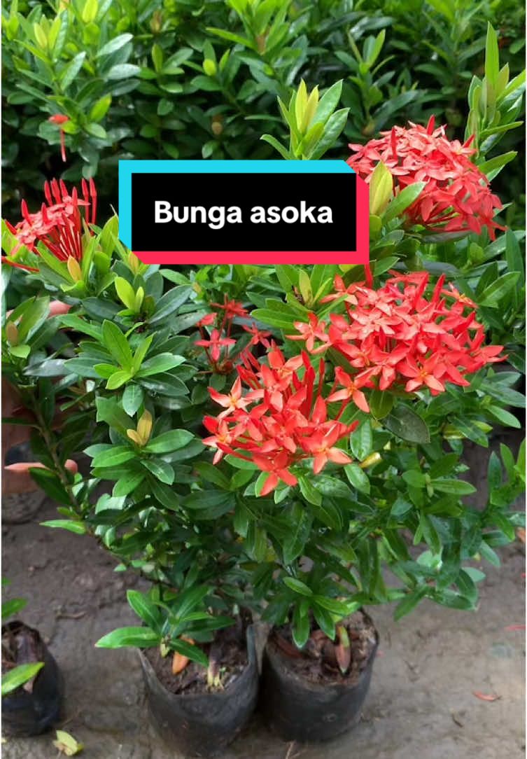 Beli 2 gratis 1!!! Bunga asoka😍, #fyp #masukberanda #pastifyp #bunga #tanaman #asoka #bungaasoka #masukberanda #pastifyp #paketmurah #bungacantik #flower #flowers #bungaindah 
