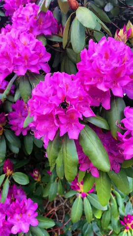 I had to google how to spell rhododendron #springtime #bees #rhododendron #flowers #birdssinging #peaceful #relaxing 
