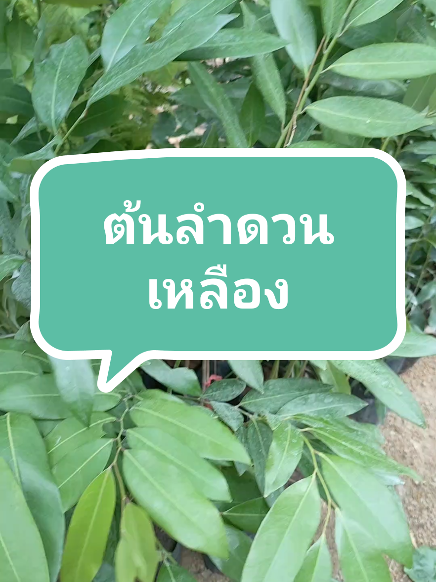 🌳#ต้นลำดวน #หรือ #ต้นหอมนวล 🌿🌿จัดเป็นไม้ยืนต้นขนาดเล็กไม่ผลัดใบ มีความสูงของต้นประมาณ 10-15 เมตร ลำต้นตรง แตกกิ่งใบจำนวนมาก เรือนยอดเป็นพุ่มกลมหรือเป็นพุ่มเป็นรูปกรวย #ไม้มงคล #ต้นไม้ของพ่อ #ต้นไม้มงคล #ต้นไม้ให้ร่มเงา #ต้นไม้ #ต้นไม้ออนไลน์ #ถุงปุ๋ยต้นไม้ออนไลน์ 
