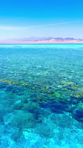 #creatorsearchinsights2025    طب قولي فين هيه الجنيه🌊🦈#mesho #شرم_الشيخ_سيناء_مصر 