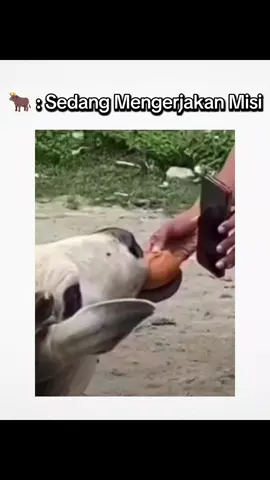 🗣️ : ini misinya, ingat peciputih🐂 : siap bang! #ketawangakak #misi #sapiqurban #fyp #fyppppppppppppppppppppppp #ketawa #dahlah 
