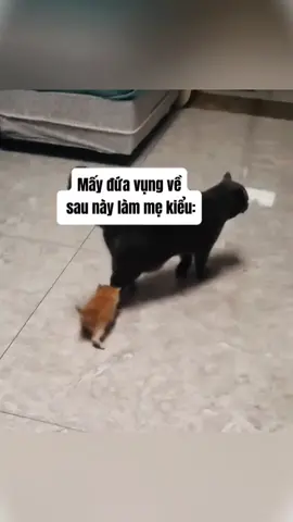 🤧#animalsoftiktok #catsoftiktok #cat#funnytiktok 