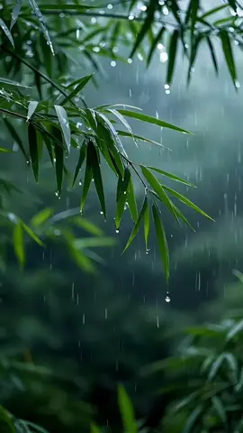 Nature Sound for Relaxation 20 Rainfall in Forest #naturerelaxation #watersounds #rainsound #nature 