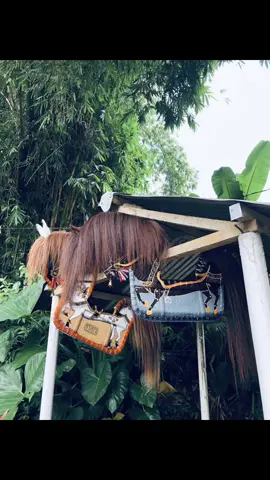 #jarancraken #jarantemanggung #jaranmanggoloyudho #jarankepangtemanggung #liwatberandafyp #temanggung24jam #fypage #fyppppppppppppppppppppppp @jiidannnn_ @Vendaa☔ @Turonggo Kridho Santoso @