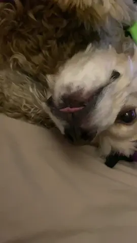 He’s such a goof ball. #chewy🐶 #sillydog #cockerspaniel #cockerspanielsoftiktok #toungeoutday #readyforbed 