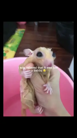 Just a FAT babby? Naur😬👹 . . . . . #fyppppppppppppppppppppppp #edit #tiktok #viral #slay #timmythesugarglider #fatbabby 
