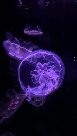 She has no heart but still manages to show love with her organs (Aurelia sp.) #ocean #peaceful #jellyfishlamp #viral_videos #marinelife #aquarium #paris #fyp #pourtoii #medusa #meduse #jellyfish #japan 