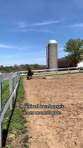 Forrest Monk. #ottb #offtrackthoroughbred #horsetok #horsesoftiktok #equine #retiredracehorse #thoroughbred #horses #equestrian #forrestgump 