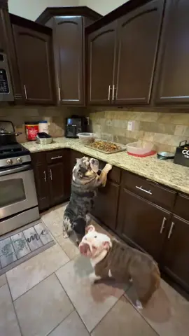 Caught him trying to steal some food again 😂 #englishbulldog #bulldog  #dogsoftiktok #fyp 