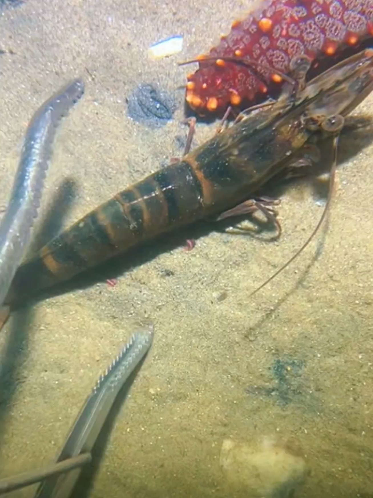 #diving #crab #catchthesea #seaside #seafood #fish #eel #lobster #seangsolofishing 
