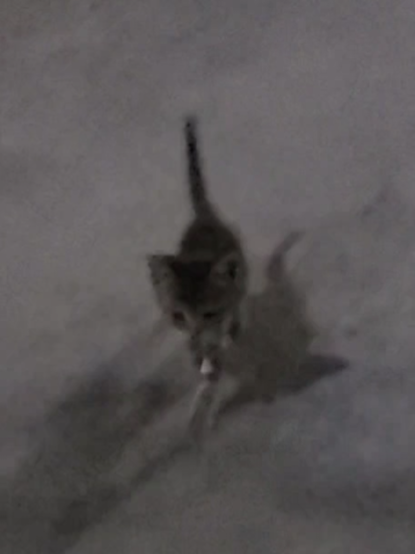 just a little guy #straycat #kitten #digitalcamera #exploring #lonely #night #cold #sad dw guys i pet him and warmed him up he was happy :3