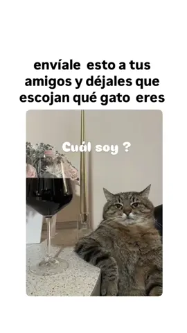 Cuál soy ?? #enviar #gatitostiktok #gatitos #contenido #humor #viral #fypシ゚ #amigos #meidentifico #cats 
