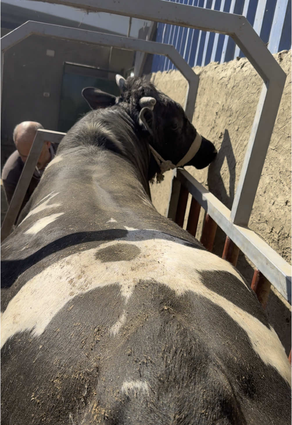 #السلطان👑 #مزارع_السلطان_للانتاج_الحيواني💙🤍 #مزارع #عجول #اكسبلورexplore #🦅🦅🦅 #العيد_مش_بعيد #🥩🥩🥩🥩🐂🐃🐂🐃🔪 