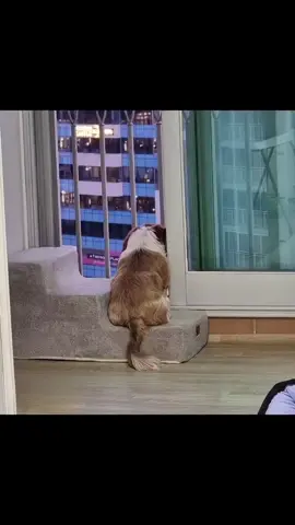 #shihtzulovers #시츄는사랑입니다 #시츄일상 #시츄 ##시츄키우기 #shihtzu 